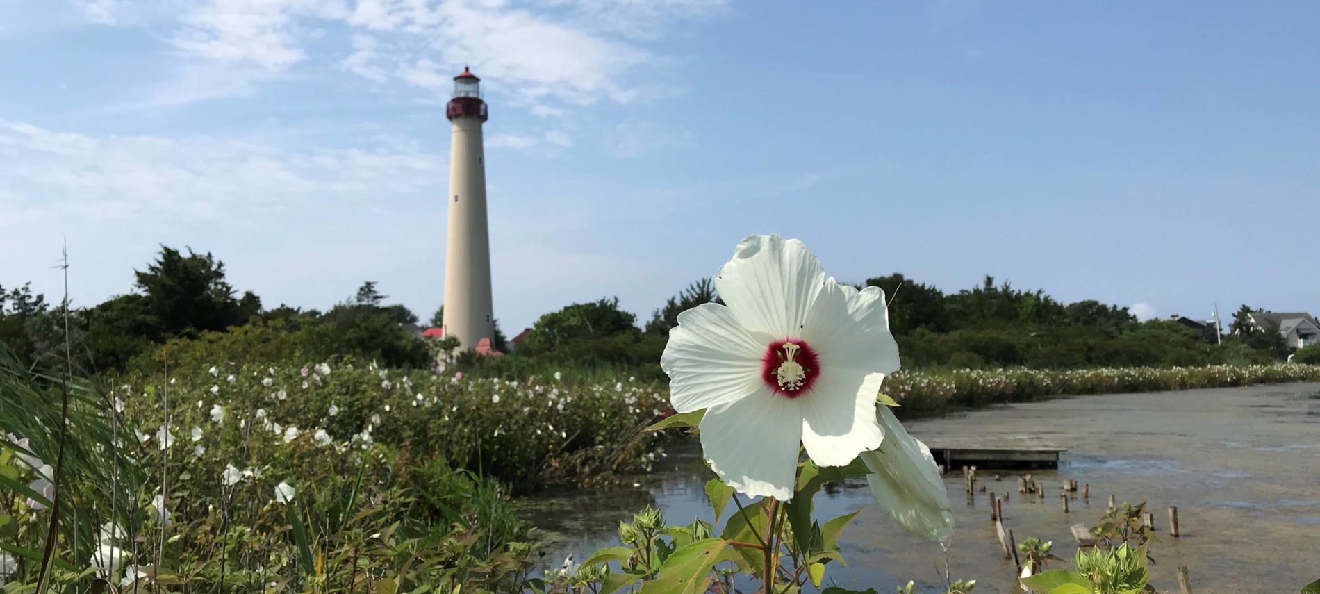 Cape May Point State Park Lighthouse with a blue sky and flowers in the foreground